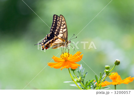 キアゲハ 3200057