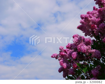 空に咲くライラック2 空に咲くライラック2 3200062