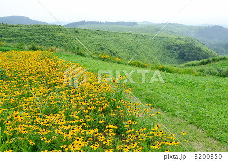 ヒゴタイ公園のオオハンゴンソウ 3200350