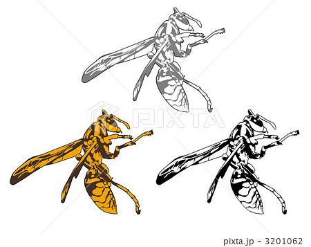 アシナガバチ 3201062