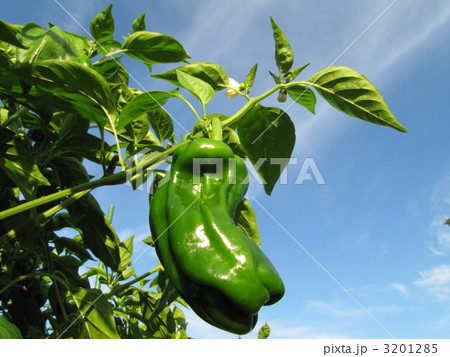 ピーマン 3201285