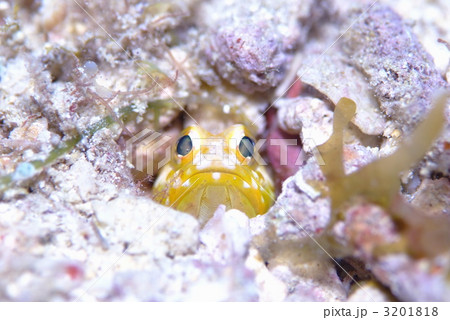 ジョーフィッシュ 3201818