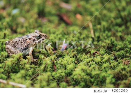 カジカカエル 3202290