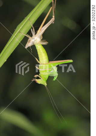 キリギリスの脱皮 3202292