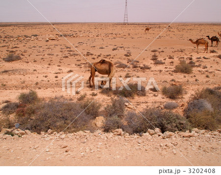 西サハラの車窓から：ラクダ（タルファーヤ・ラアユーン間） 3202408