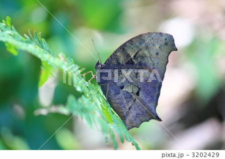 クロコノマチョウ クロコノマチョウ 3202429