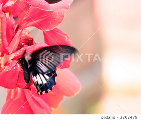 ナガサキアゲハ 3202479