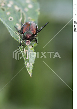 マメコガネと食跡1 3202895