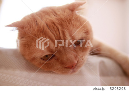 生首猫 3203298