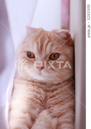 目ぱっちり猫 目ぱっちり猫 3203300