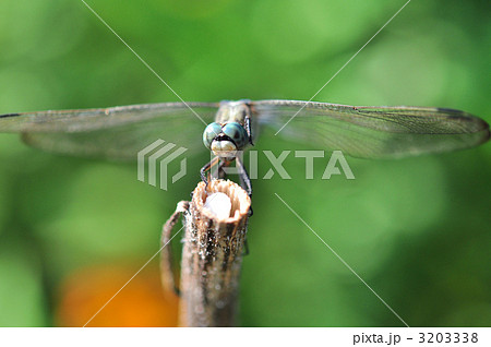 蜻蛉 3203338