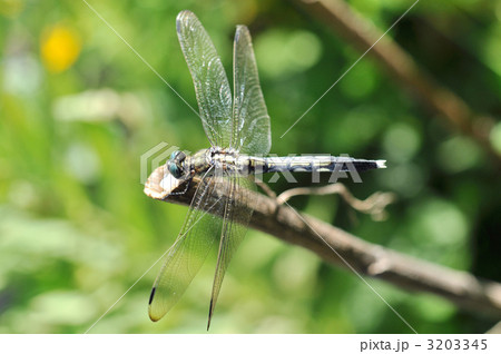 蜻蛉 3203345
