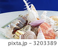 ☆　Sea Shell　☆ 3203389