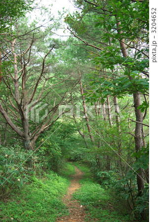 星山の山道 3204652