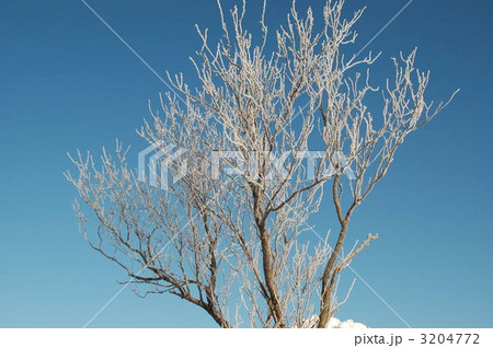 北国の朝 3204772