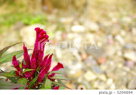 ケイトウ 3204894