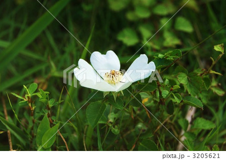 富士の裾野にひっそり咲く野茨の花 富士の裾野にひっそり咲く野茨の花 3205621