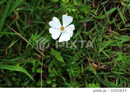富士の裾野にひっそり咲く野茨の花 富士の裾野にひっそり咲く野茨の花 3205625