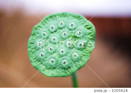 緑鮮やかな未熟な蓮の実横位置 3205628
