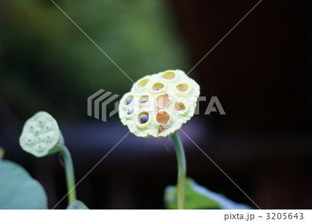 完熟蓮の実濃色バック横位置 完熟蓮の実濃色バック横位置 3205643