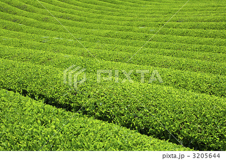 茶畑 3205644