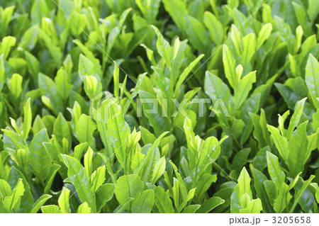 茶畑 3205658