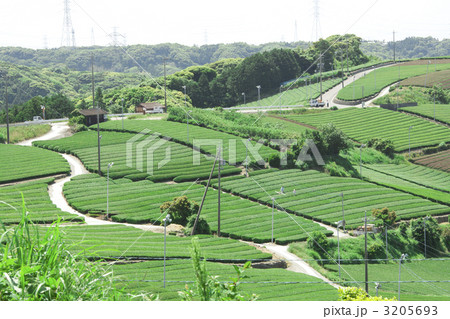 茶畑 3205693