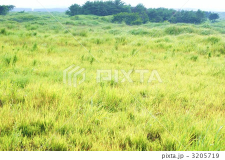 草原の輝き・富士の裾野の光る原野 3205719