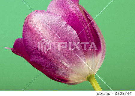 チューリップ アップ チューリップ アップ 3205744