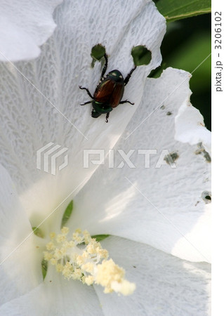 ムクゲの花びらに足場を造り休むマメコガネ ムクゲの花びらに足場を造り休むマメコガネ 3206102