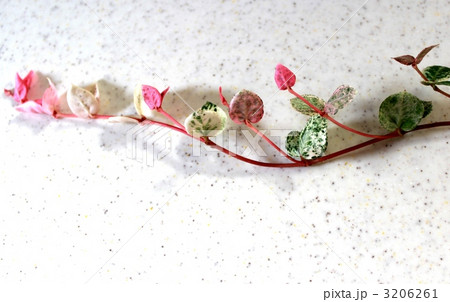 ハツユキカズラ 3206261