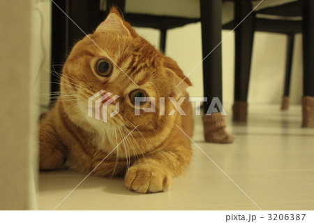 スコティッシューフォールド仔猫のマロ 3206387