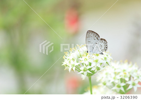 ルリシジミとニラの花 3206390