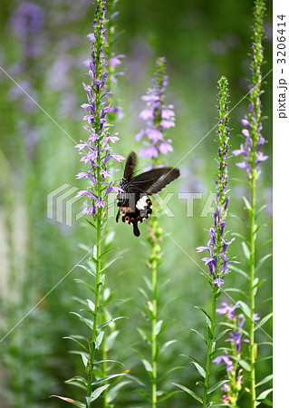 モンキアゲハ モンキアゲハ 3206414