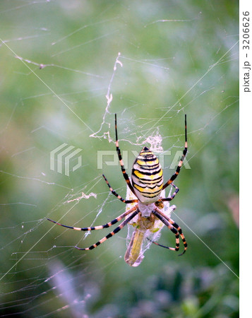 女郎蜘蛛（ナガコガネグモ） 3206626