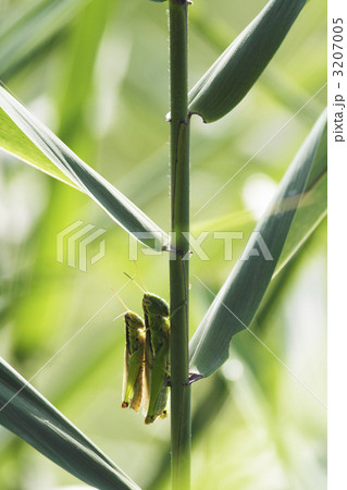 コバネイナゴの交尾1 3207005