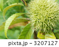 緑の栗のイガイガ 3207127