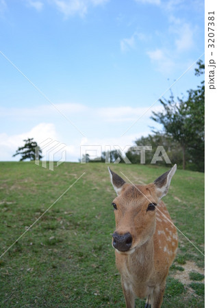 若草山の鹿２ 3207381