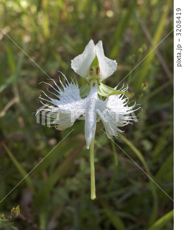 樫原湿原 3208419