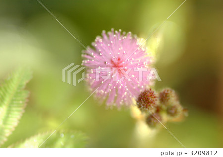 妖精の花火 3209812
