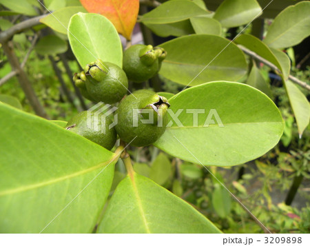 これから黄色になるトロピカルフルーツヒメグアバの若い実 これから黄色になるトロピカルフルーツヒメグアバの若い実 3209898
