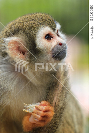 餌を持ったリスザル 3210686