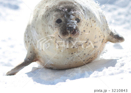 雪上のゴマフアザラシ 3210843
