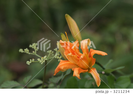 ヤブカンゾウ ヤブカンゾウ 3211234