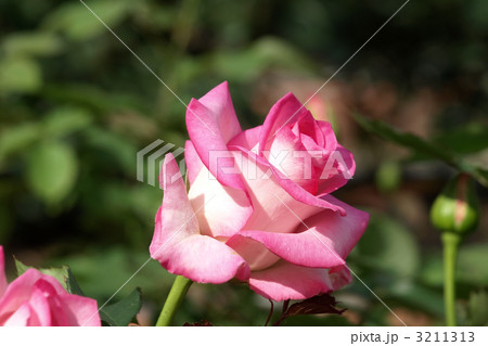 アンジェ・ロゼ 3211313