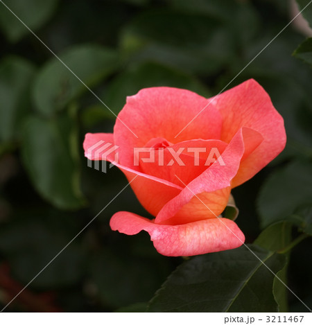 ザンブラ９３ 3211467