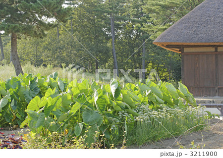 野菜畑と民家 3211900