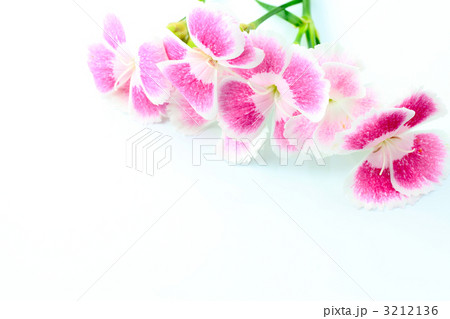 メッセージカード／なでしこ／撫子／俯瞰スタジオ撮影 3212136