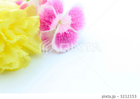 カーネーションとナデシコ 3212153