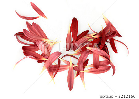 ガーベラの花弁 花びら の写真素材